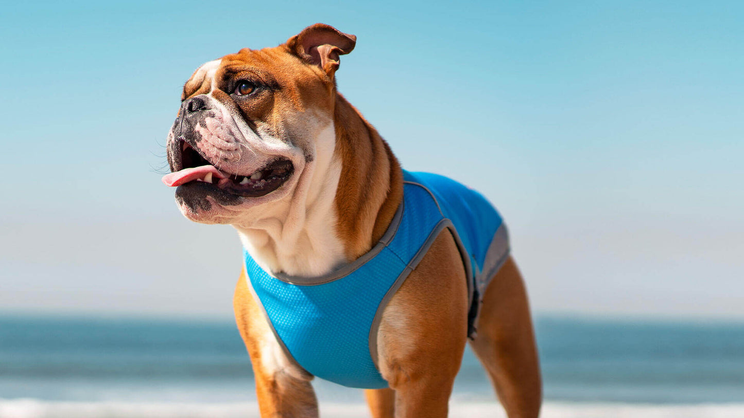 Canada Pooch Chill Seeker Cooling Vest